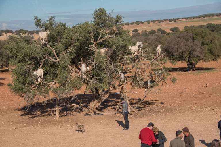 Argan Tree In Morocco